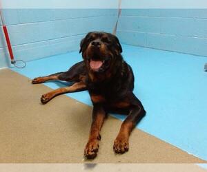 Rottweiler Dogs for adoption in Moreno Valley, CA, USA