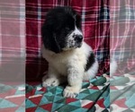 Small #5 Newfoundland