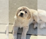 Small Photo #2 Golden Retriever Puppy For Sale in ADDISON, IL, USA