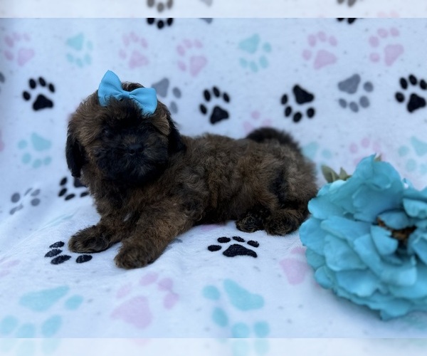 Medium Photo #6 Shih-Poo Puppy For Sale in LAKELAND, FL, USA