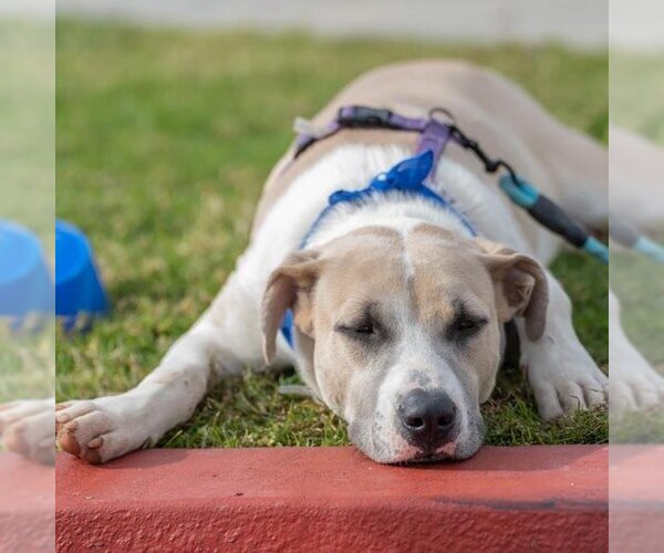 Medium Photo #3 Mutt Puppy For Sale in San Diego, CA, USA