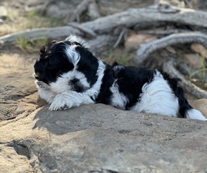 Shih Tzu Puppy for Sale in PAYSON, Arizona USA