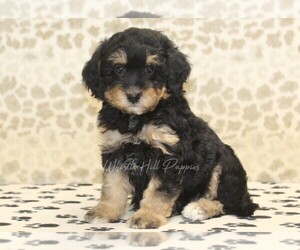 Miniature Bernedoodle Puppy for sale in DENVER, PA, USA
