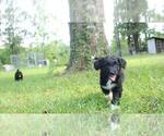Small Photo #70 Aussiedoodle Puppy For Sale in CONWAY, SC, USA