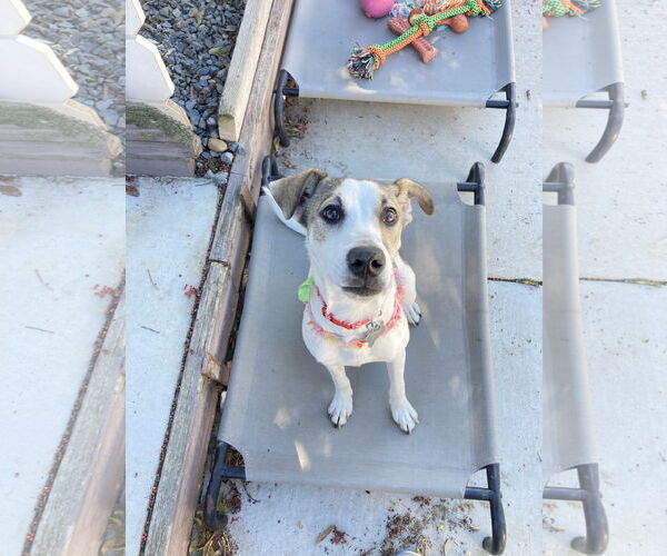 Medium Photo #2 Greyhound-Whippet Mix Puppy For Sale in San Diego, CA, USA