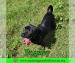 Small #9 Pug