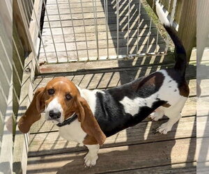 PRISCILLA - Female Basset Hound Dog for Adoption - Photo #2