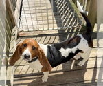 Small Photo #2 Basset Hound Puppy For Sale in Deepwater, NJ, USA