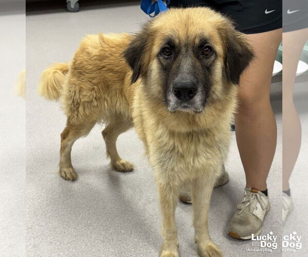 Medium Photo #4 Anatolian Shepherd-Unknown Mix Puppy For Sale in Washington, DC, USA