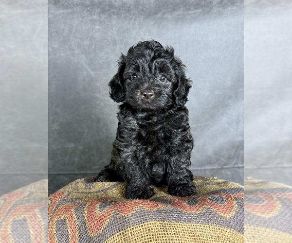 Medium Photo #11 Maltipoo (Toy) Puppy For Sale in OCALA, FL, USA
