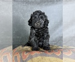 Small #10 Maltipoo (Toy)
