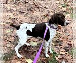 Small Photo #2 German Shorthaired Pointer Puppy For Sale in Seattle, WA, USA