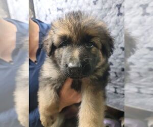 German Shepherd Dog Puppy for Sale in RUSSELL, Massachusetts USA