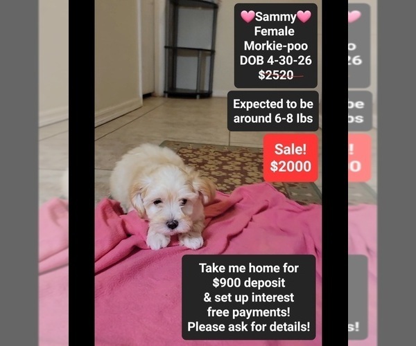 Medium Photo #1 Morkie Poo (Toy) Puppy For Sale in TUCSON, AZ, USA