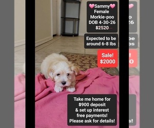 Morkie Poo (Toy) Puppy for sale in TUCSON, AZ, USA