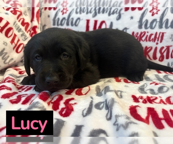 Medium Photo #1 Labrador Retriever Puppy For Sale in FAYETTEVILLE, OH, USA