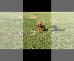 Image preview for Ad Listing. Nickname: Tiny AKC Bitsy