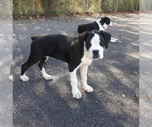 Boxer Puppy for Sale in ASHLAND CITY, Tennessee USA