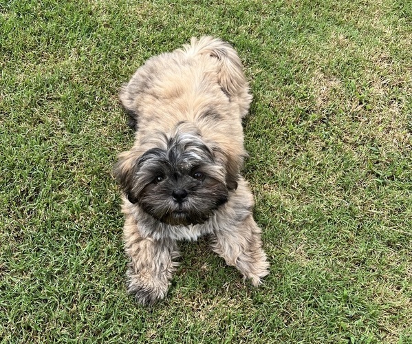 Medium Photo #2 Shih Tzu Puppy For Sale in HARRAH, OK, USA