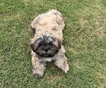 Small #1 Shih Tzu