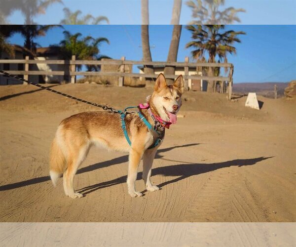 Medium Photo #1 Huskies -Unknown Mix Puppy For Sale in Woodland Hills, CA, USA