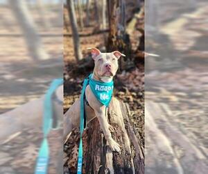 Mutt Dogs for adoption in Peoria, IL, USA