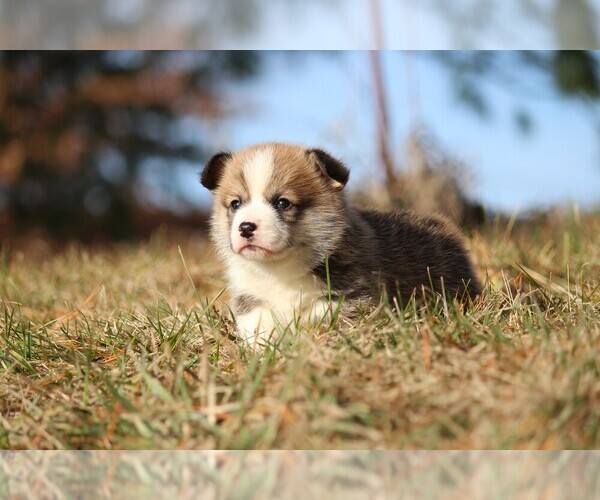 Medium Photo #5 Pembroke Welsh Corgi Puppy For Sale in FORT MADISON, IA, USA