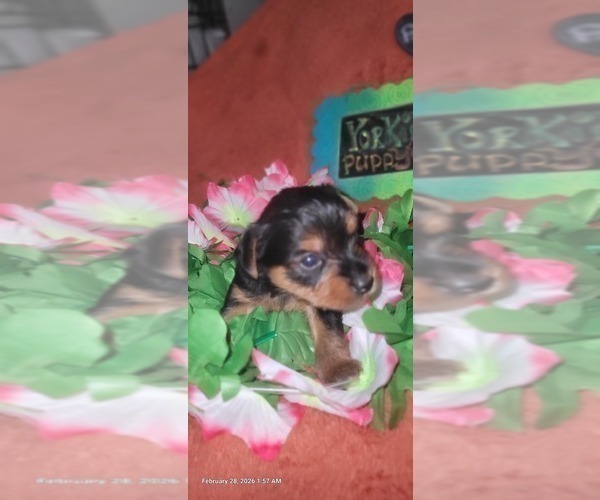 Medium Photo #155 Yorkshire Terrier Puppy For Sale in AKRON, OH, USA