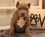 Puppy Light Purple American Bully