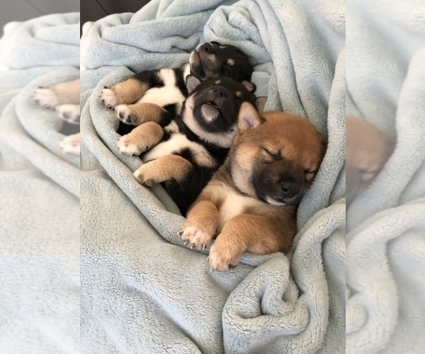 Medium Photo #2 Shiba Inu Puppy For Sale in BELLEVUE, WA, USA