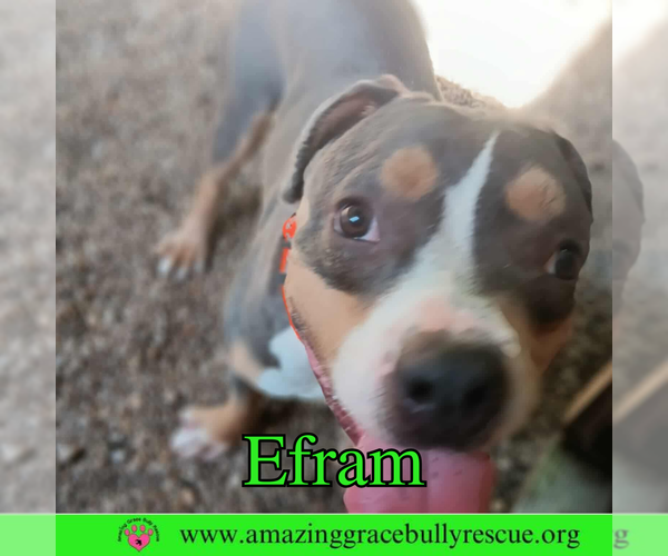 Medium Photo #2 American Bulldog-Unknown Mix Puppy For Sale in Pensacola, FL, USA