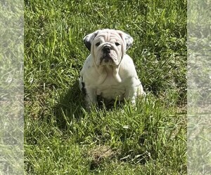 English Bulldog Litter for sale in CHESTER, VA, USA