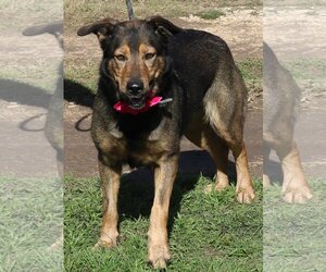 Collie-German Shepherd Dog Mix Dogs for adoption in Bandera, TX, USA