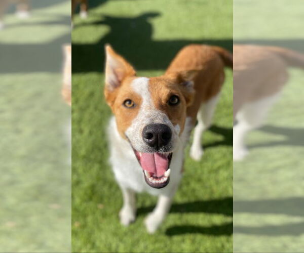 Medium Photo #2 Border Collie-Unknown Mix Puppy For Sale in La Verne, CA, USA