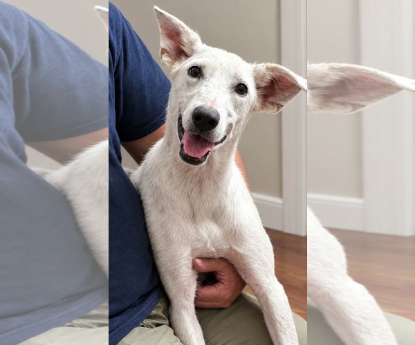 Medium Photo #1 Mutt Puppy For Sale in Minneapolis, MN, USA