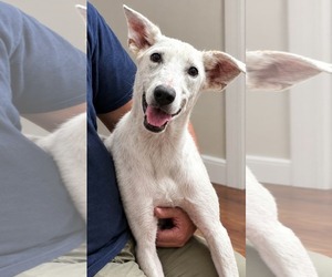 Clover Simone - Female Mutt Dog for Adoption