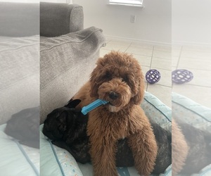 Goldendoodle Puppy for sale in DAVENPORT, FL, USA