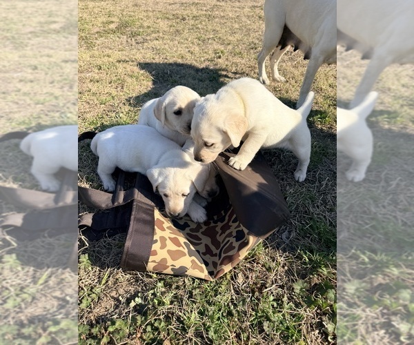 Medium Photo #2 Labrador Retriever Puppy For Sale in GREENWOOD, FL, USA