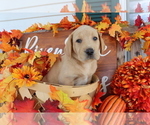 Small Photo #3 Labrador Retriever Puppy For Sale in MOUNT AIRY, NC, USA