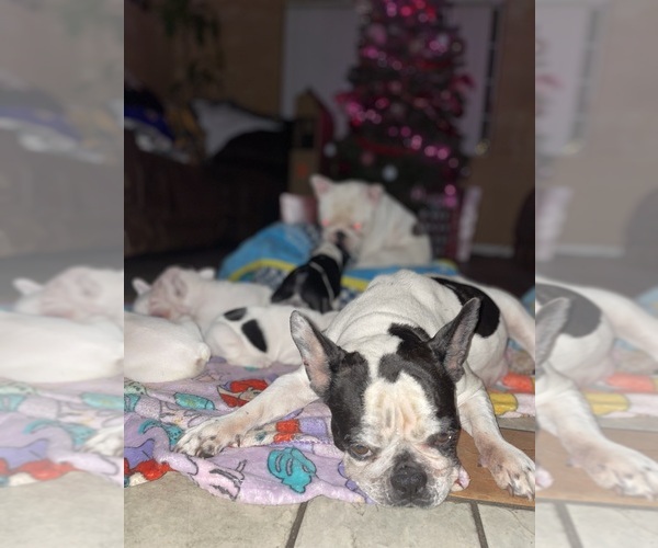 Medium Photo #18 French Bulldog Puppy For Sale in ARLETA, CA, USA