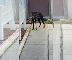 Small Photo #3 Boxer-German Shepherd Dog Mix Puppy For Sale in Aurora, IN, USA