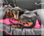 Small #1 Doberman Pinscher