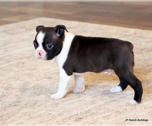 Boston Terrier Puppy for Sale in WINNSBORO, Texas USA