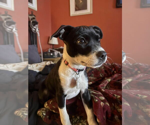 Medium Photo #2 Boston Terrier-Unknown Mix Puppy For Sale in Overland Park, KS, USA