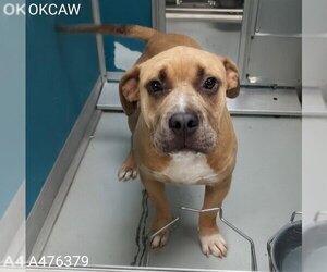 Mutt Dogs for adoption in Oklahoma City, OK, USA
