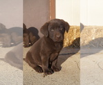 Puppy 6 Labrador Retriever