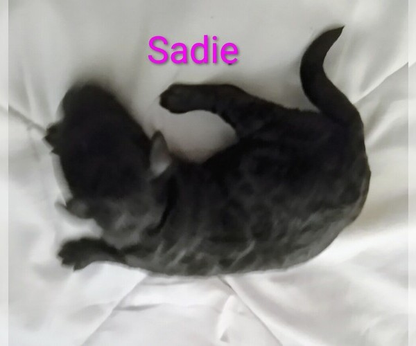 Medium Photo #1 Poodle (Toy) Puppy For Sale in CHADBOURN, NC, USA
