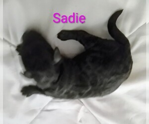 Poodle (Toy) Puppy for sale in CHADBOURN, NC, USA
