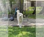 Small #7 Great Pyrenees Mix