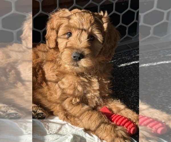 Medium Photo #6 Goldendoodle Puppy For Sale in SACRAMENTO, CA, USA
